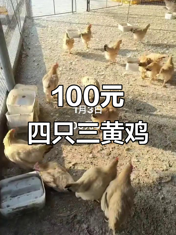 三黄鸡的营养价值与功效