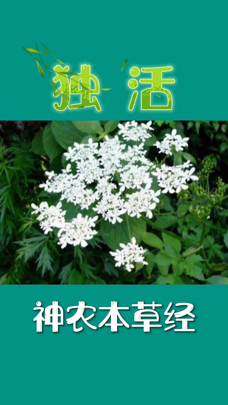 塞凝荷