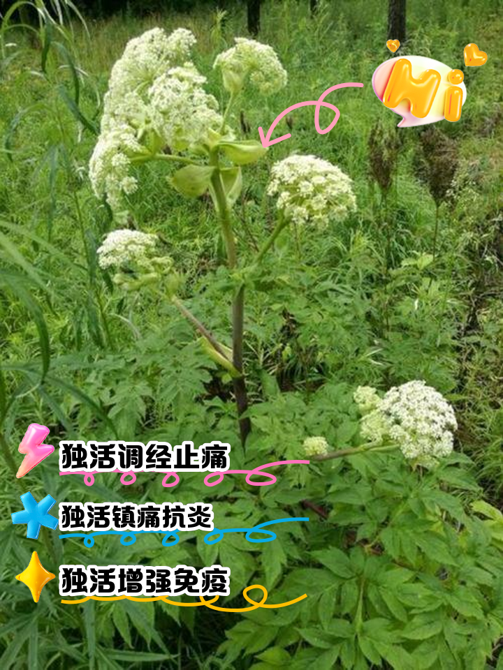 中药独活的功效与作用