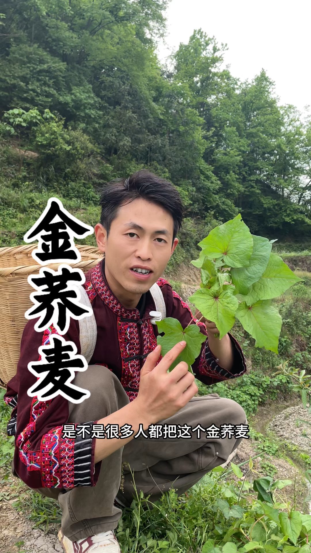 金荞麦胶囊功效是什么?
