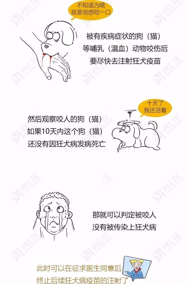 狂犬十日观察法