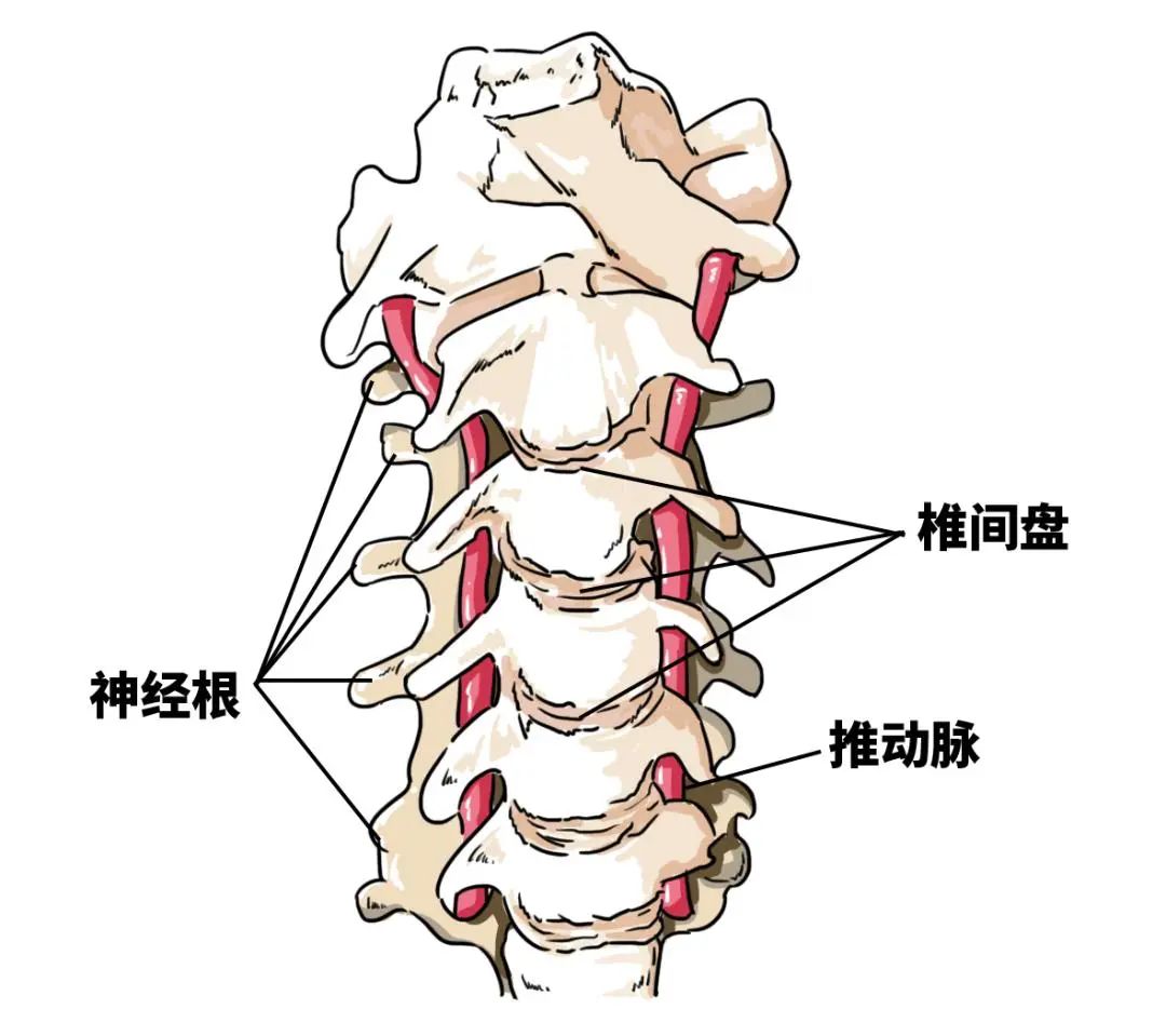 台白桃