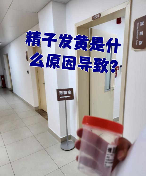 精液发黄会影响怀孕吗