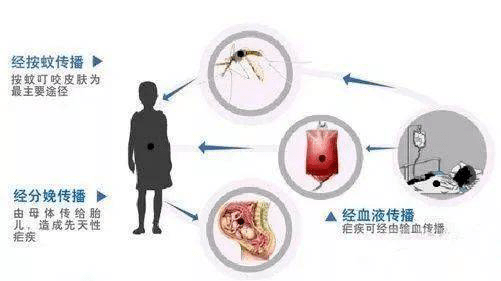 疟疾的传播途径是什么?