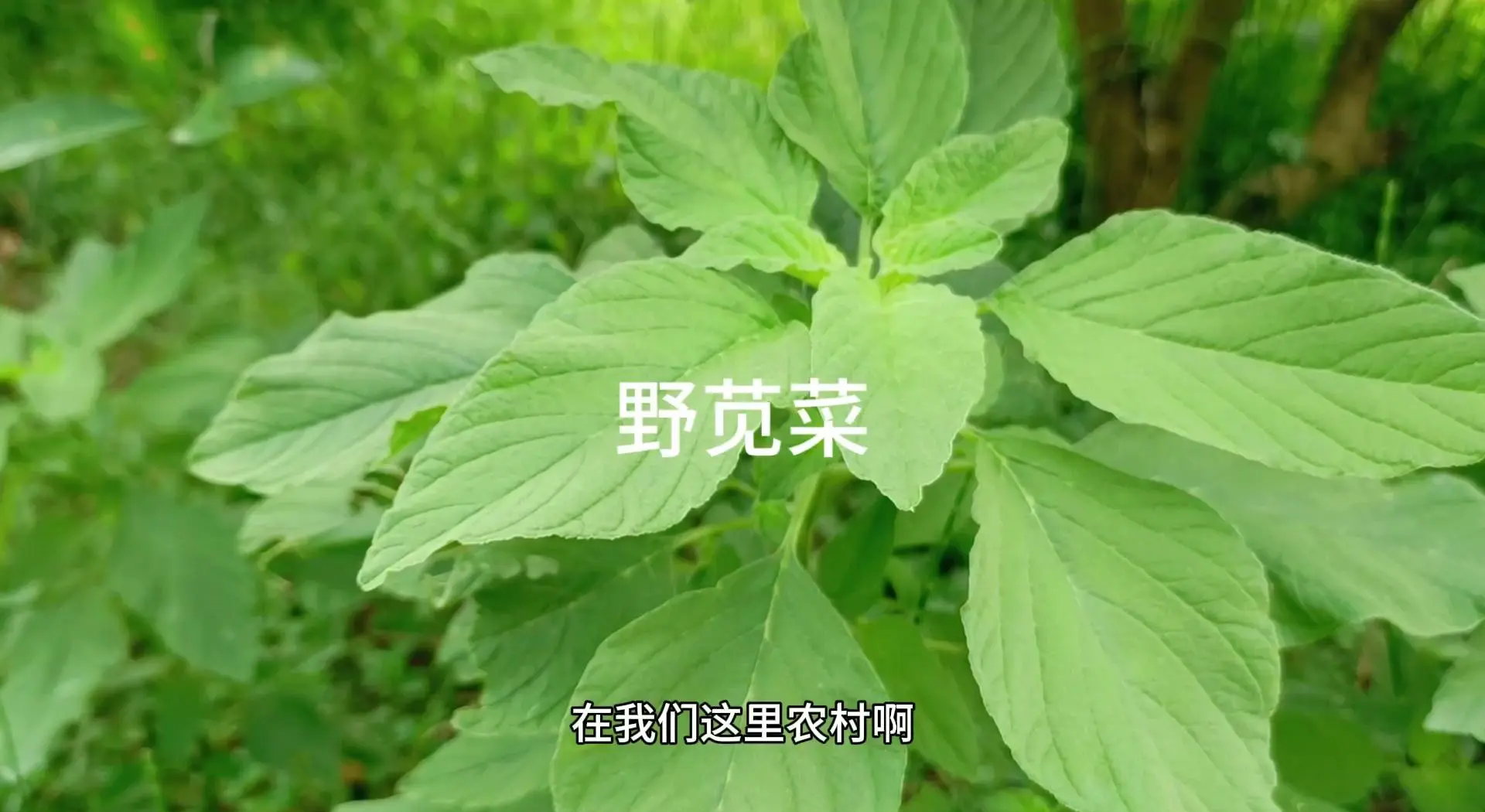 孕妇可以吃苋菜吗