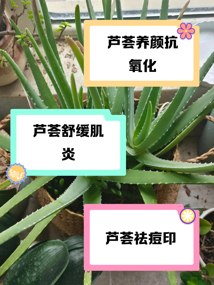 新鲜芦荟可以直接擦脸吗?