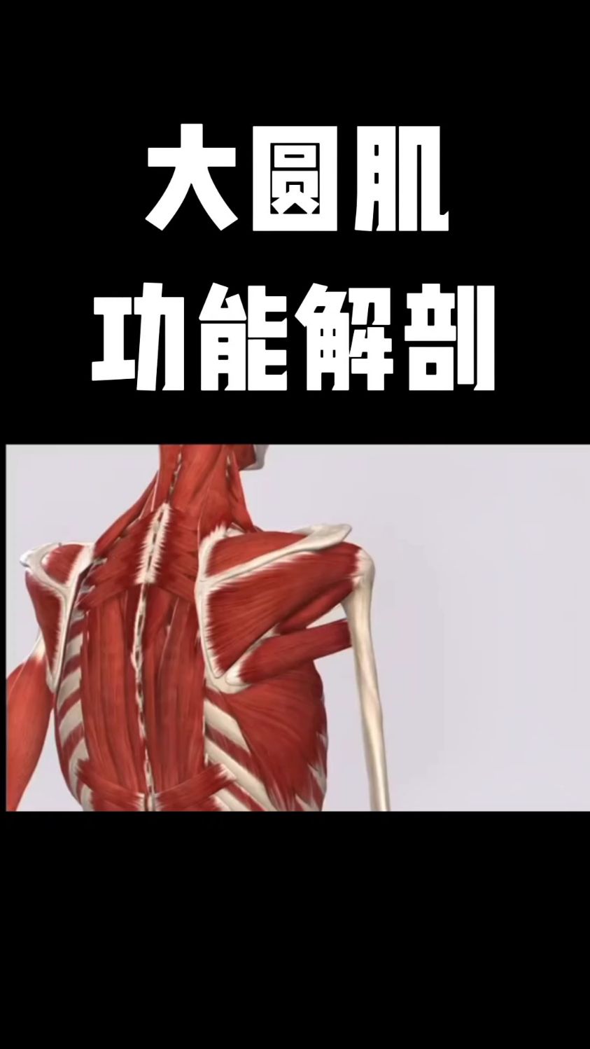 大圆肌的作用
