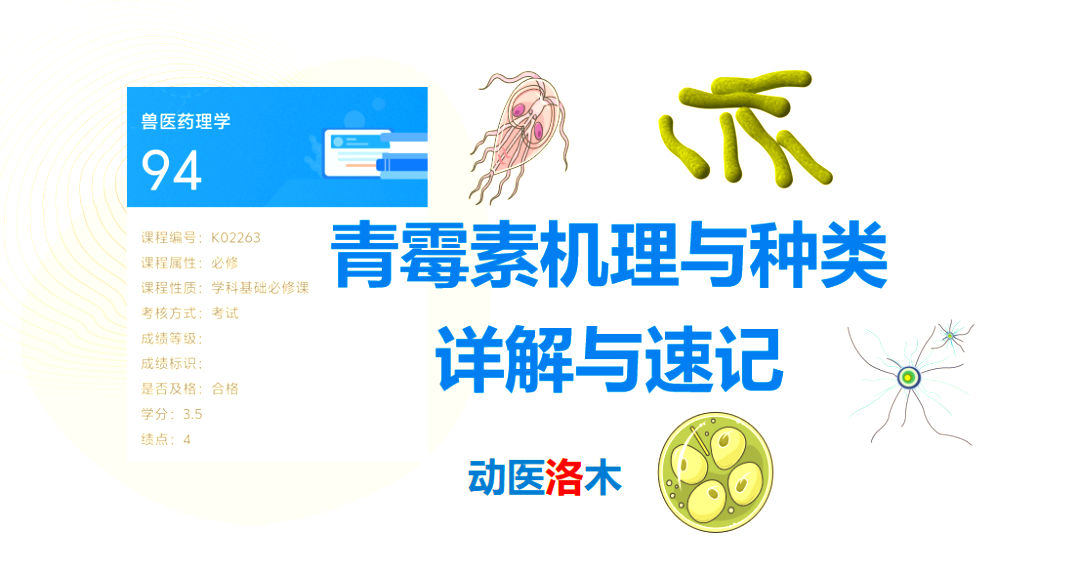 青霉素的作用