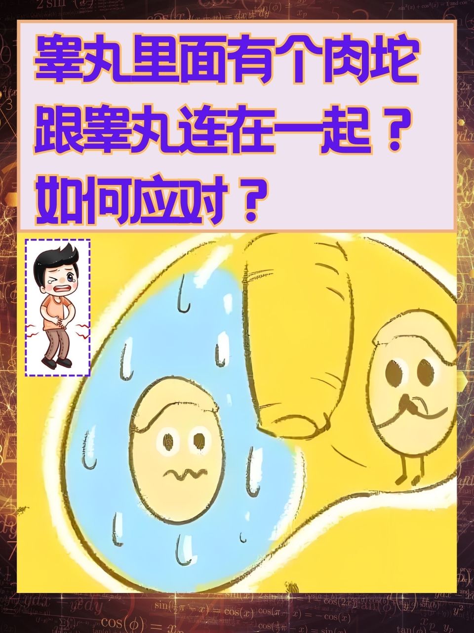 睾丸左边有个小肉球.