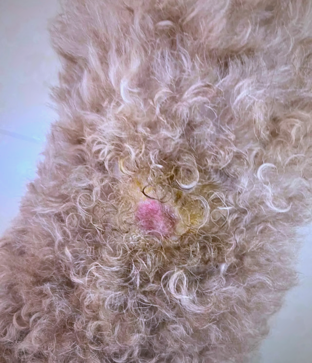 狗狗伤口化脓要怎么办啊!