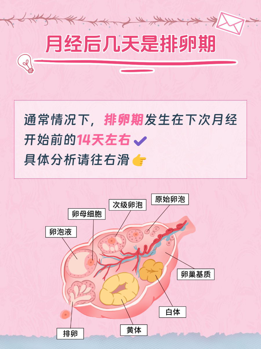 女人排卵期是什么时候什么时候排卵