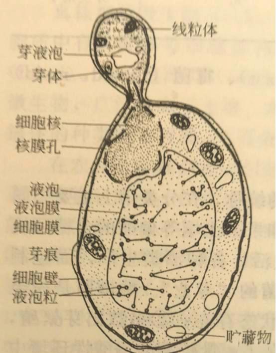 细菌的特殊结构..