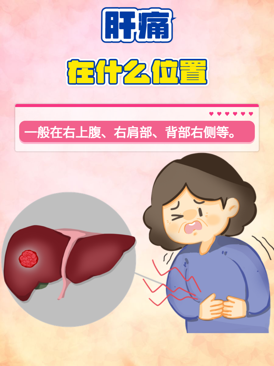 肝的位置在哪里