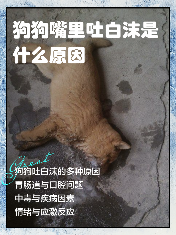 我狗狗吐白沫,还没精神,怎么办