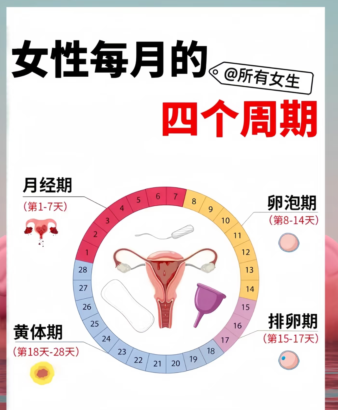 女性月经周期