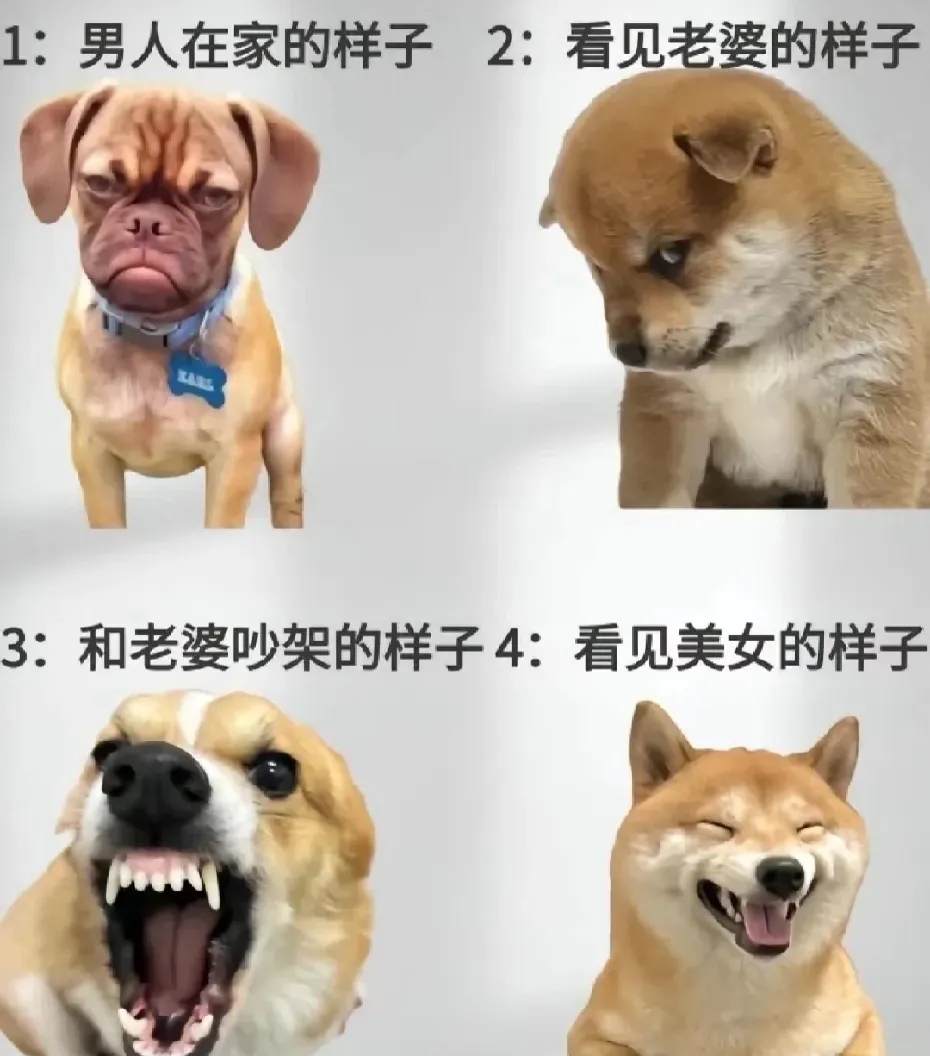 我老公出差在外国,我很寂寞,能否与我的宠物狗做那事情谢谢