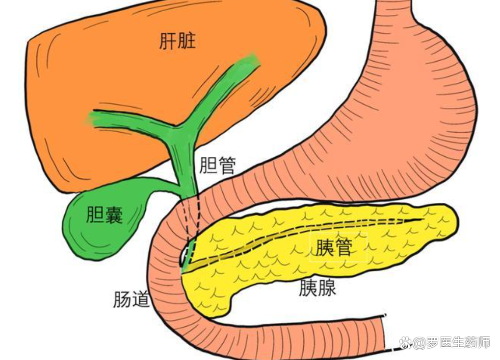 胆囊在哪个位置