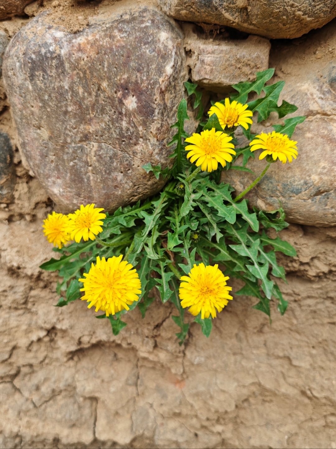 紫花苦菜是什么样的,长在什么地方