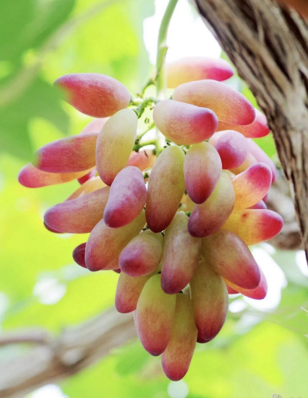 血糖高的人可以吃葡萄吗