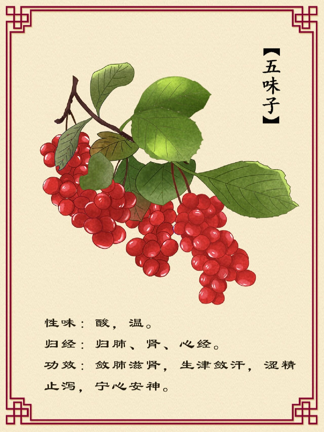 五味子的功效与作用